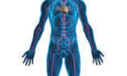 Besinlerin Sindirimi ve Emilimi (Absorbsiyonu) Nasıl Gerçekleşir? Sağlıklı Yaşamın Temel Taşı