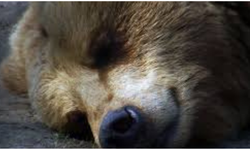 HAYVANLAR KIŞ UYKUSUNA (HİBERNASYON) NEDEN YATAR? SOĞUK HAVALARDA HAYATTA KALMA STRATEJİSİ