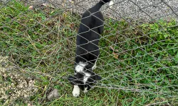 Sakarya'da 11 metrelik çukurdan sağ salim kurtarıldı