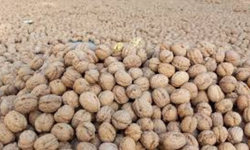 Türkiye Ceviz Üretim Haritası: Ceviz En Çok Hangi İllerde Yetişir? İl İl Ceviz Rehberi