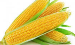 TÜRKİYE'NİN STRATEJİK TAHILI: Mısır En İyi ve En Çok Nerede Yetişir? Başarılı Mısır Yetiştiriciliğinin Sırları