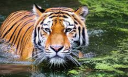 Kedigiller Ailesinin En Büyüğü Hangisidir? Aslan mı, Kaplan mı? İşte Yanıtı!