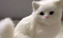 Kediler Neden Kusar? Kedi Kusması Belirtileri, Renklerin Anlamı ve Evde Bakım Rehberi