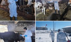 Bursa'da Hayvan Aşılamaları 30 Nisan'a Kadar Sürecek