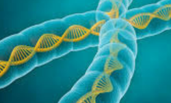 Erkekte Hangi Kromozom Vardır? Çocuğun Cinsiyetini Baba mı Yoksa Anne mi Belirler?