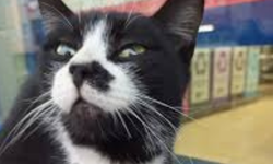 Kedilerin Bıyıkları Ne İşe Yarar?