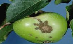 Bursa'da Elma ve Armut Bahçelerinde Karaleke Mücadelesi Başladı