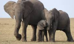 Hangisi Dört Ayağı da Yerden Kesilerek Zıplayamaz?