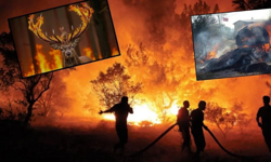 “Yeşil Vatan Alarm Veriyor!” – Ormancılık Haftası’nda Sert Uyarı: “Liyakat Yoksa Orman da Yok!”