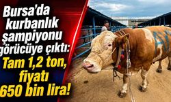 Bursa’da 1.2 Tonluk Kurbanlık Şampiyonu Görücüye Çıktı