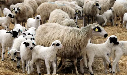 Bir Koyunda Kuş Gribi Tespit Edildi: Yetkililer Uyardı!