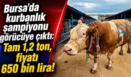 Bursa’da 1.2 Tonluk Kurbanlık Şampiyonu Görücüye Çıktı