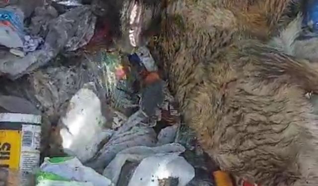 Osmangazi belediyesi hayvan katliamı mı yapıyor?