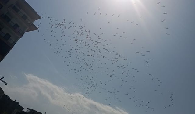 Baharın temsilcisi Leylekler Bursa semalarında