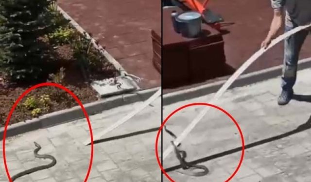 Bursa'da Şantiyede Yılan Paniği: İşçinin Müdahalesi Kamerada