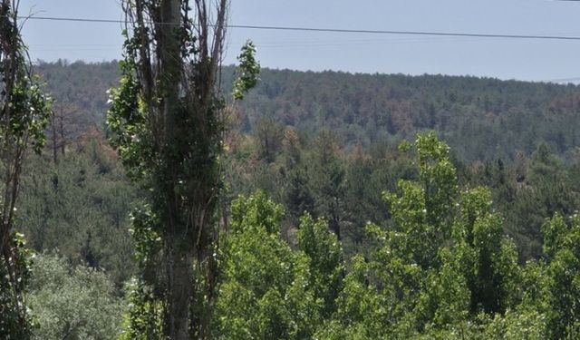 Bursa’da Ormanlar Kuruma Tehlikesiyle Karşı Karşıya: Uzmanlardan Acil Müdahale Çağrısı