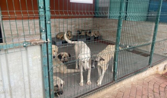 Bursa'da Örnek Hayvan Barınağı: Ziyaretçilerden Tam Not Aldı