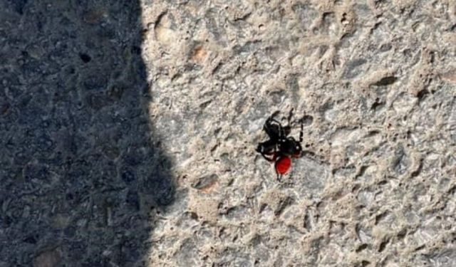 Dikkat! Bursa'da Zehirli Uğur Böceği Görüldü