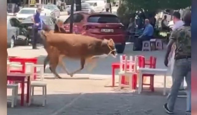Bursa’da Kurbanlık İnek Mahalleliyi Seferber Etti! Elinden Kaçan Hayvan Yarım Saatte Yakalandı