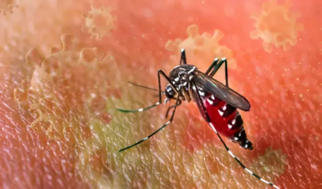 DSÖ'den Chikungunya Uyarısı: 5,6 Milyar Kişi Risk Altında