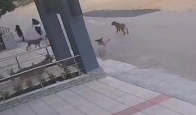Bursa'da Başıboş Köpek Dehşeti: İki Kişi Saldırıdan Son Anda Kurtuldu