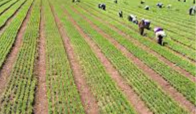 YENİDEN YEŞİL BURSA: 3 Milyon 250 Bin Fidan Toprakla Buluşuyor!