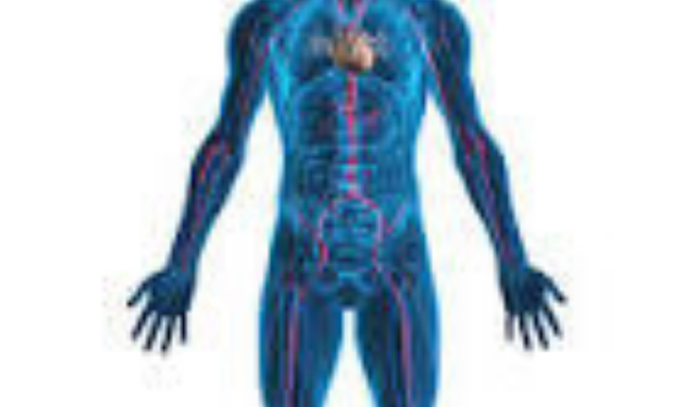 Besinlerin Sindirimi ve Emilimi (Absorbsiyonu) Nasıl Gerçekleşir? Sağlıklı Yaşamın Temel Taşı