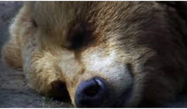 HAYVANLAR KIŞ UYKUSUNA (HİBERNASYON) NEDEN YATAR? SOĞUK HAVALARDA HAYATTA KALMA STRATEJİSİ