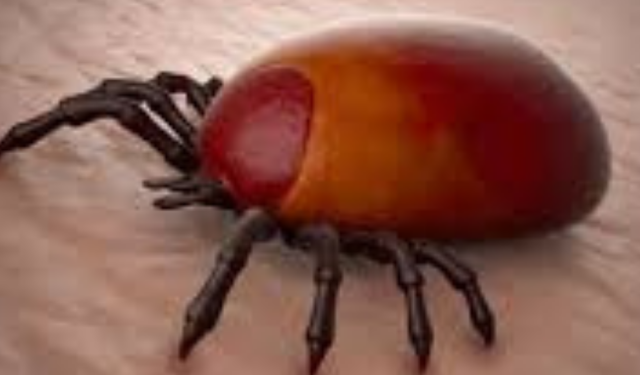 Tifo Nedir? Tifo Belirtileri, Nedenleri ve Tedavi Yöntemleri