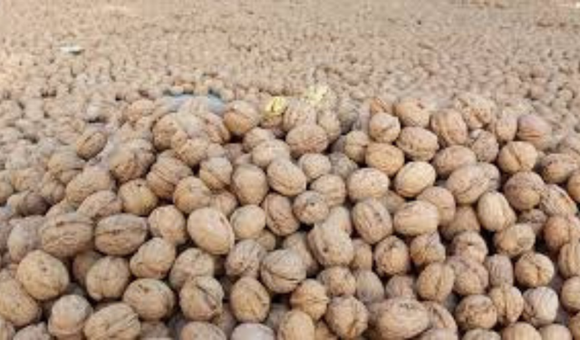 Türkiye Ceviz Üretim Haritası: Ceviz En Çok Hangi İllerde Yetişir? İl İl Ceviz Rehberi