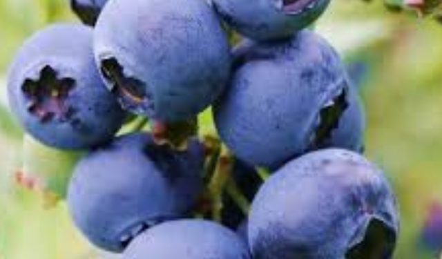 Yaban Mersini Nerede Yetişir? Türkiye’de En İyi Yaban Mersini Hangi İlde Yetişir?