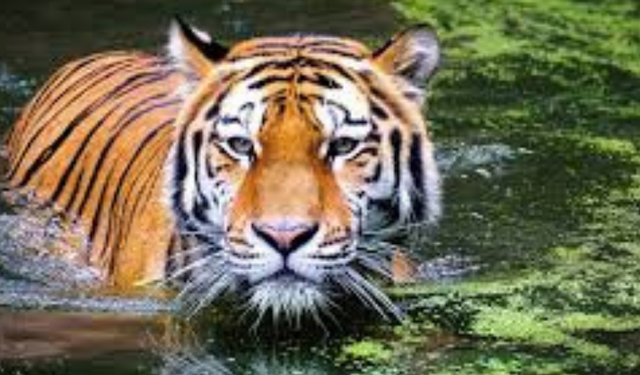 Kedigiller Ailesinin En Büyüğü Hangisidir? Aslan mı, Kaplan mı? İşte Yanıtı!