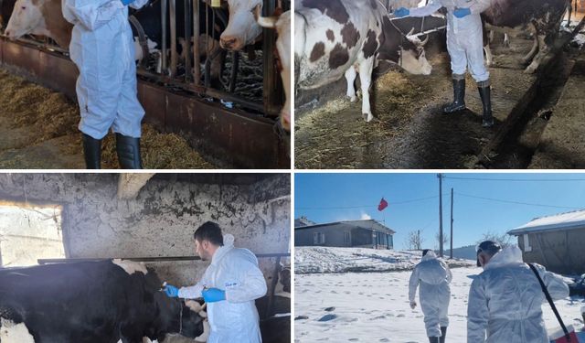 Bursa'da Hayvan Aşılamaları 30 Nisan'a Kadar Sürecek