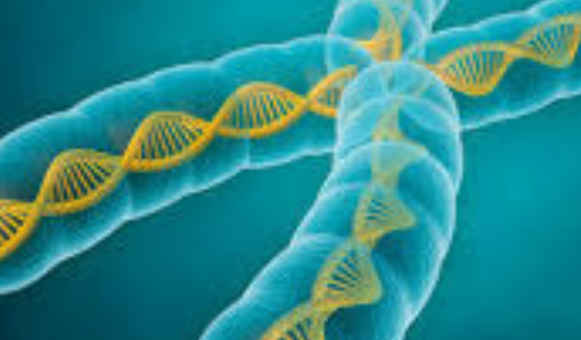 Erkekte Hangi Kromozom Vardır? Çocuğun Cinsiyetini Baba mı Yoksa Anne mi Belirler?