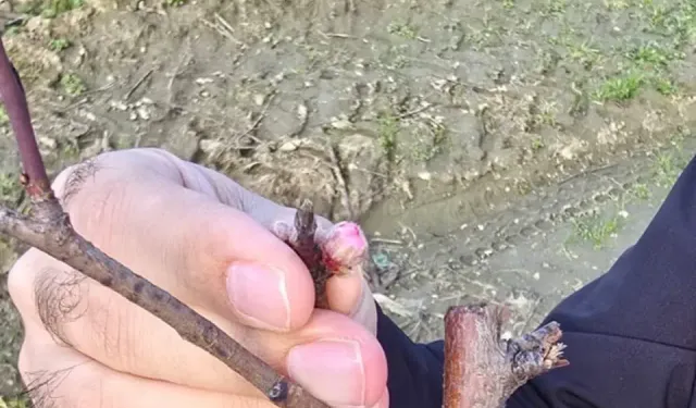 Şeftali Yaprak Kıvırcıklığı Hastalığı İçin Yerinde Kontroller Yapıldı