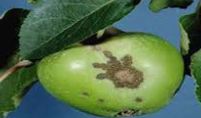 Bursa'da Elma ve Armut Bahçelerinde Karaleke Mücadelesi Başladı