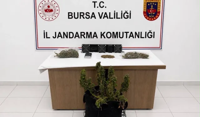 Bursa'da Jandarmadan Uyuşturucu Operasyonu! Kenevir Ve Esrar Ele Geçirildi