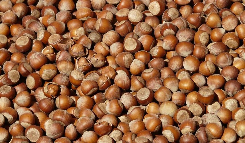 Fındık fiyatları yükseliyor mu işte fiyatlar