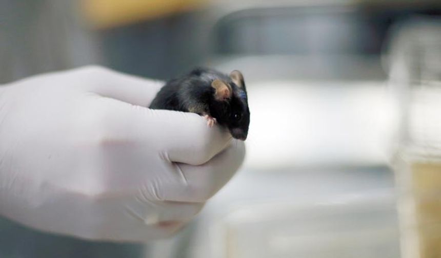 Farelerde Test Edilen “Yaşlanma Karşıtı Kokteyl” Ömrü Uzattı