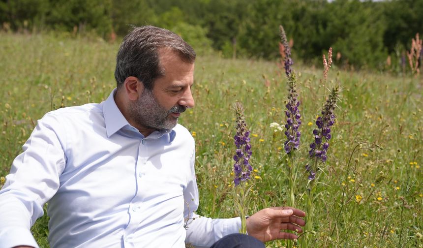 GÜRSU’NUN GÖK SIĞIRKUYRUĞU ÇİÇEKLERİNİ AÇTI