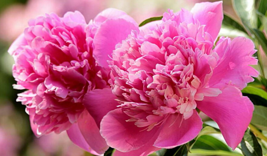 BAHÇELERİN Kraliçesi: Şakayık (Peony) Yetiştirmenin Sırları