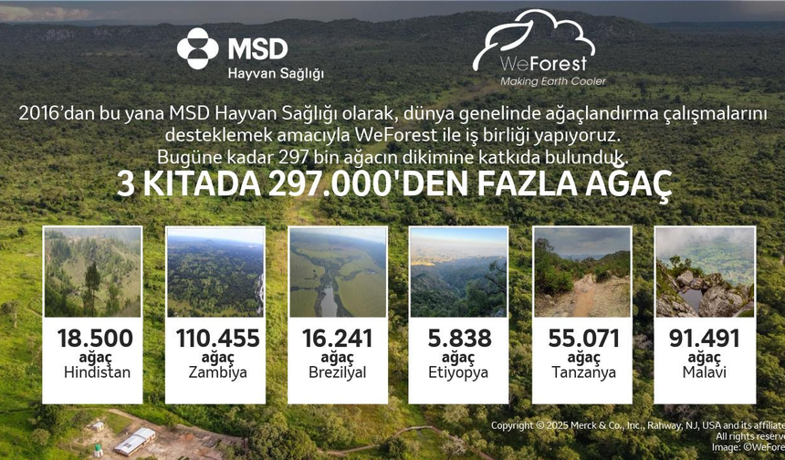 Üç Kıtada 297 Bin Ağaç: MSD Hayvan Sağlığı ve WeForest 10. Yılını Kutluyor