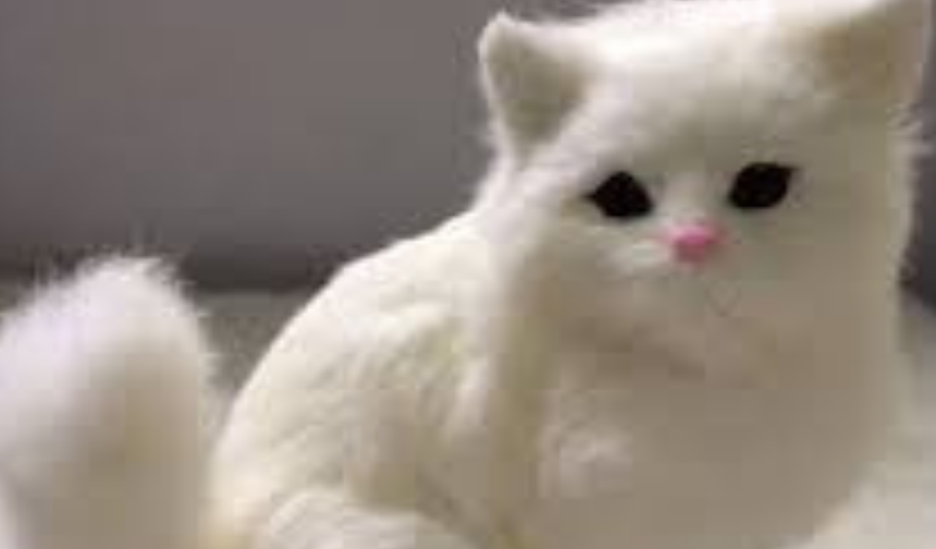 Kediler Neden Kusar? Kedi Kusması Belirtileri, Renklerin Anlamı ve Evde Bakım Rehberi