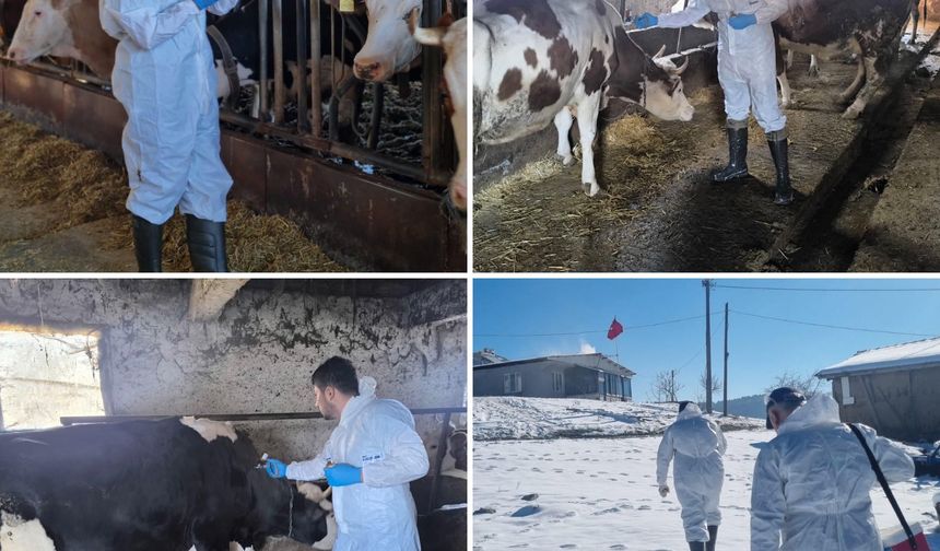 Bursa'da Hayvan Aşılamaları 30 Nisan'a Kadar Sürecek