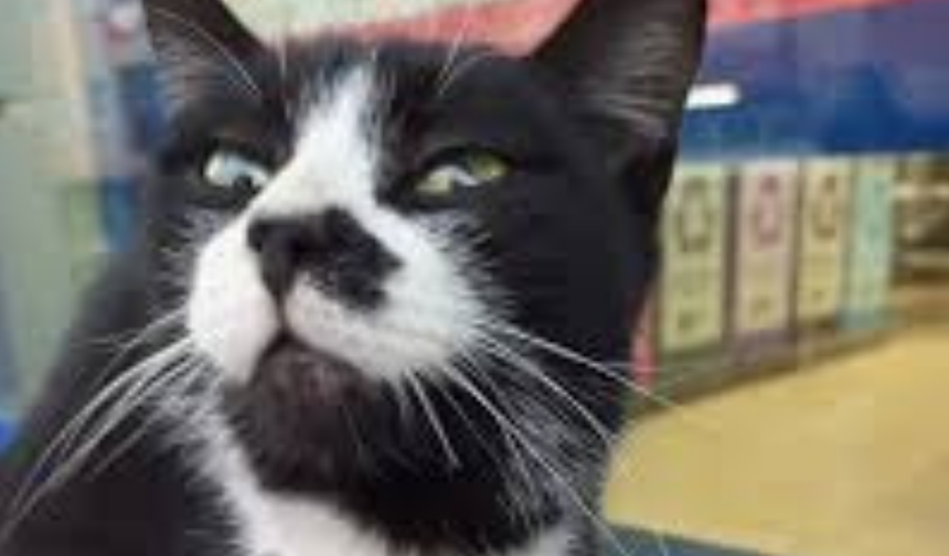 Kedilerin Bıyıkları Ne İşe Yarar?