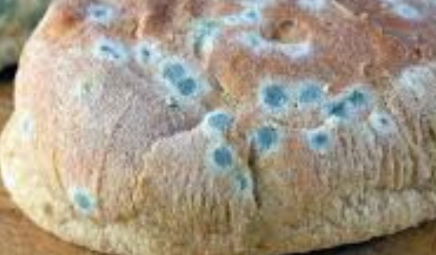 Küflü Yiyecekler Zararlı mı? Neden Zararlıdır?