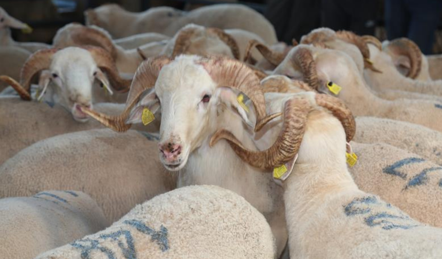 Bursa Kırsalda Bereket Küçükbaşa Destek Projesi Başlıyor