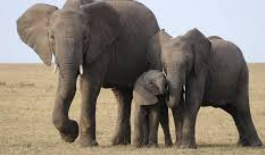 Hangisi Dört Ayağı da Yerden Kesilerek Zıplayamaz?