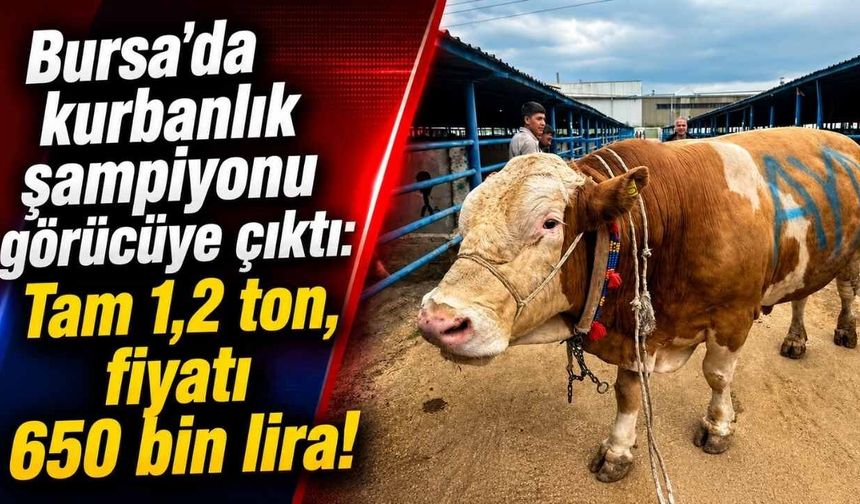 Bursa’da 1.2 Tonluk Kurbanlık Şampiyonu Görücüye Çıktı