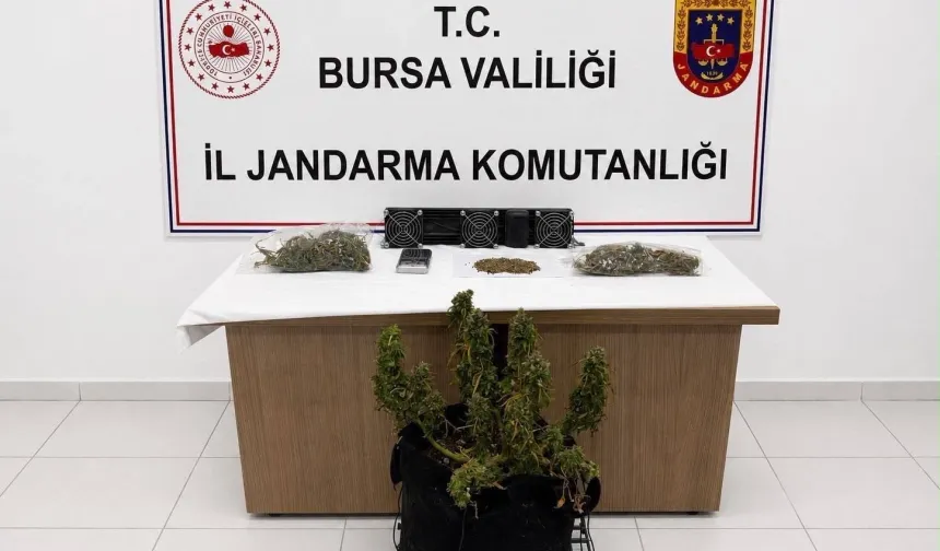 Bursa'da Jandarmadan Uyuşturucu Operasyonu! Kenevir Ve Esrar Ele Geçirildi